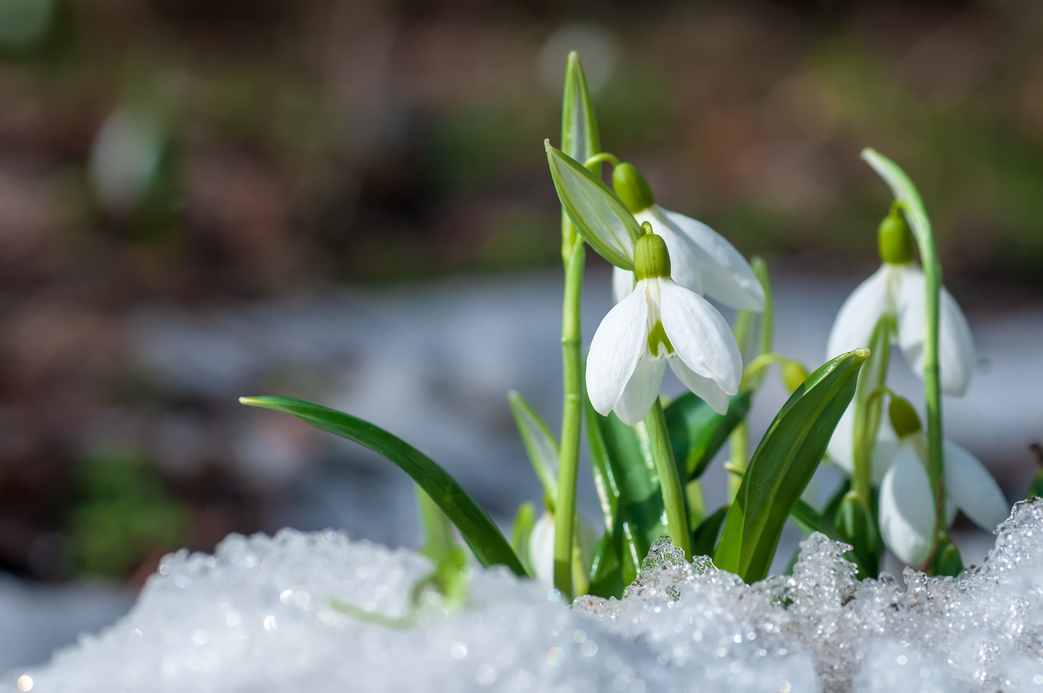 snow on flowers