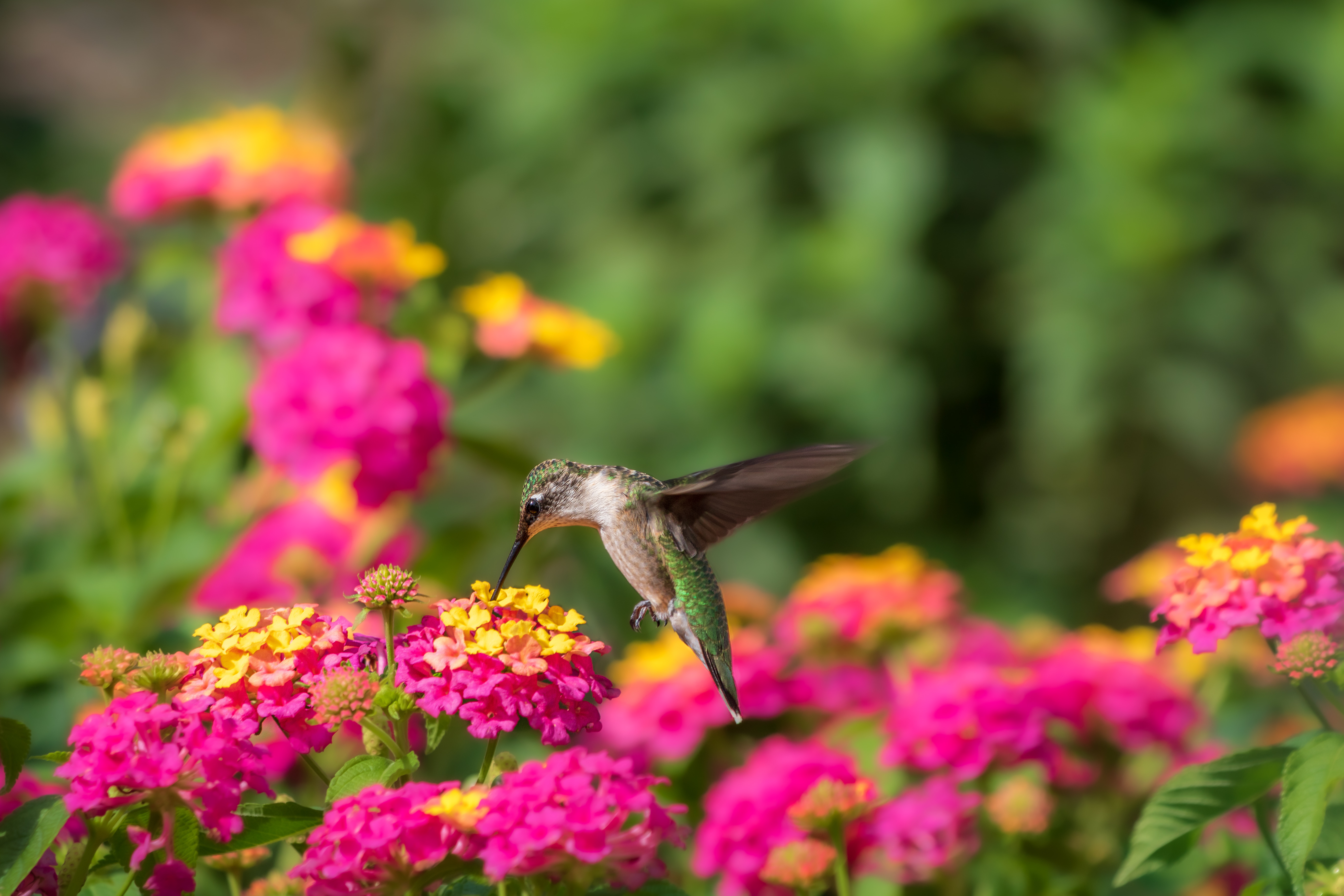 hummingbird