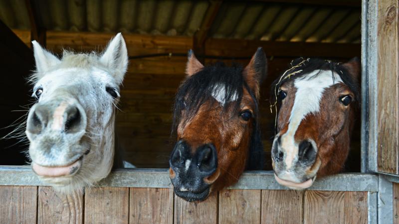 three horses