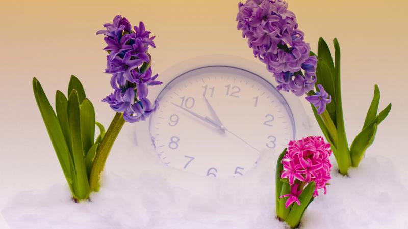 clock flowers waiting on spring