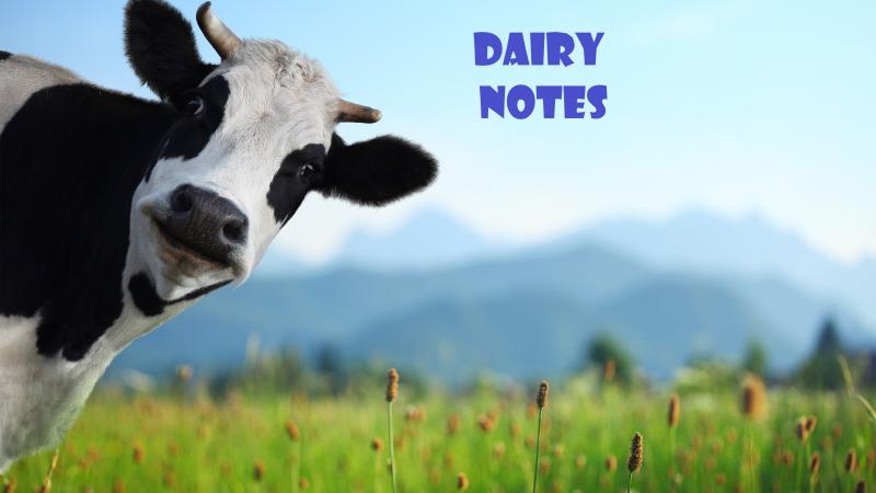 Dairy cow with dairy notes